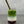 Load image into Gallery viewer, A glass of Strawberry Matcha Latte Bubble tea with Brown pearls, ice and a gold stainless steel bubble tea straw. Top layer is vibrant green matcha, bottom layer is dark red strawberry with pearls