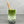 Load image into Gallery viewer, A glass of cold Matcha Latte Bubble tea with Blueberry pearls, ice and a reusable bamboo bubble tea straw